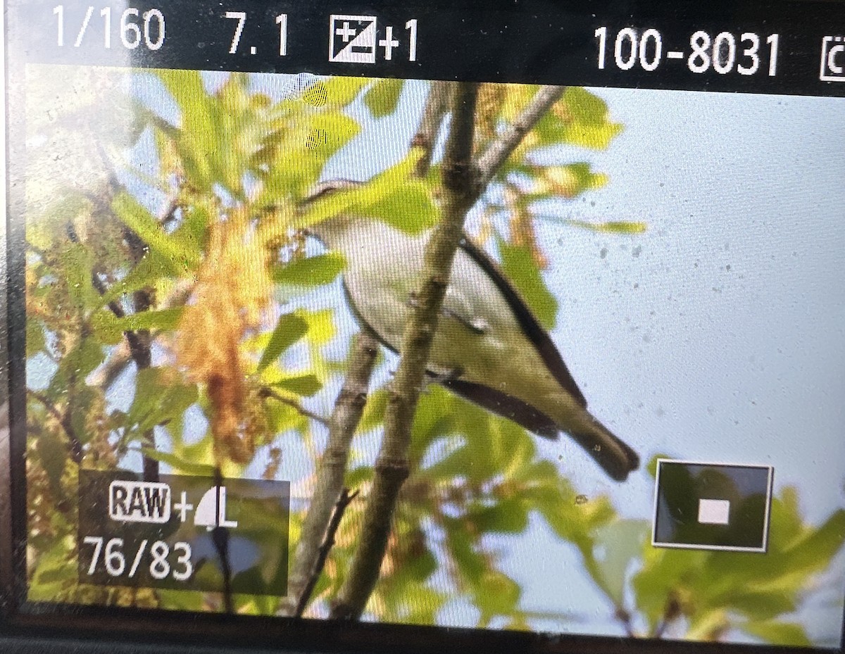 Red-eyed Vireo - ML632111664