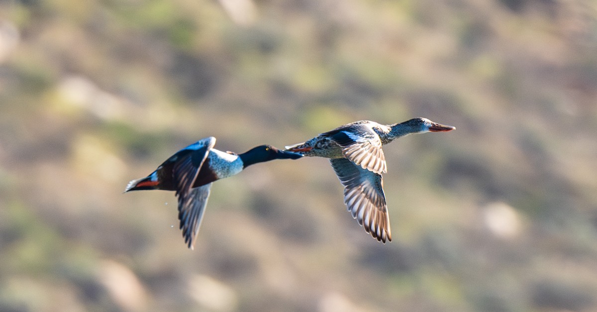 Northern Shoveler - ML632111696