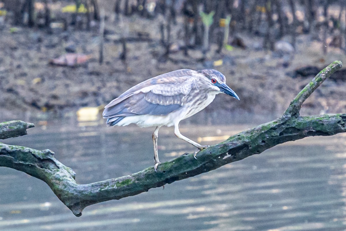 Black-crowned Night Heron - ML632111786