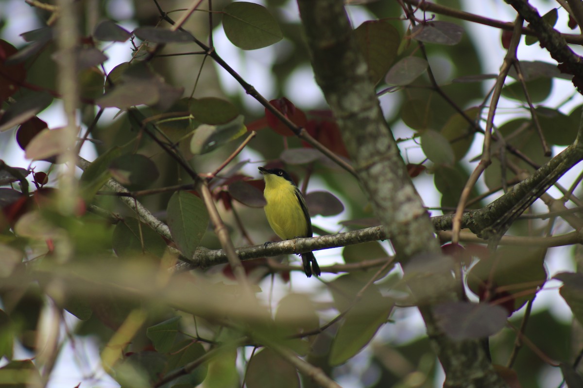 Common Tody-Flycatcher - ML632112108