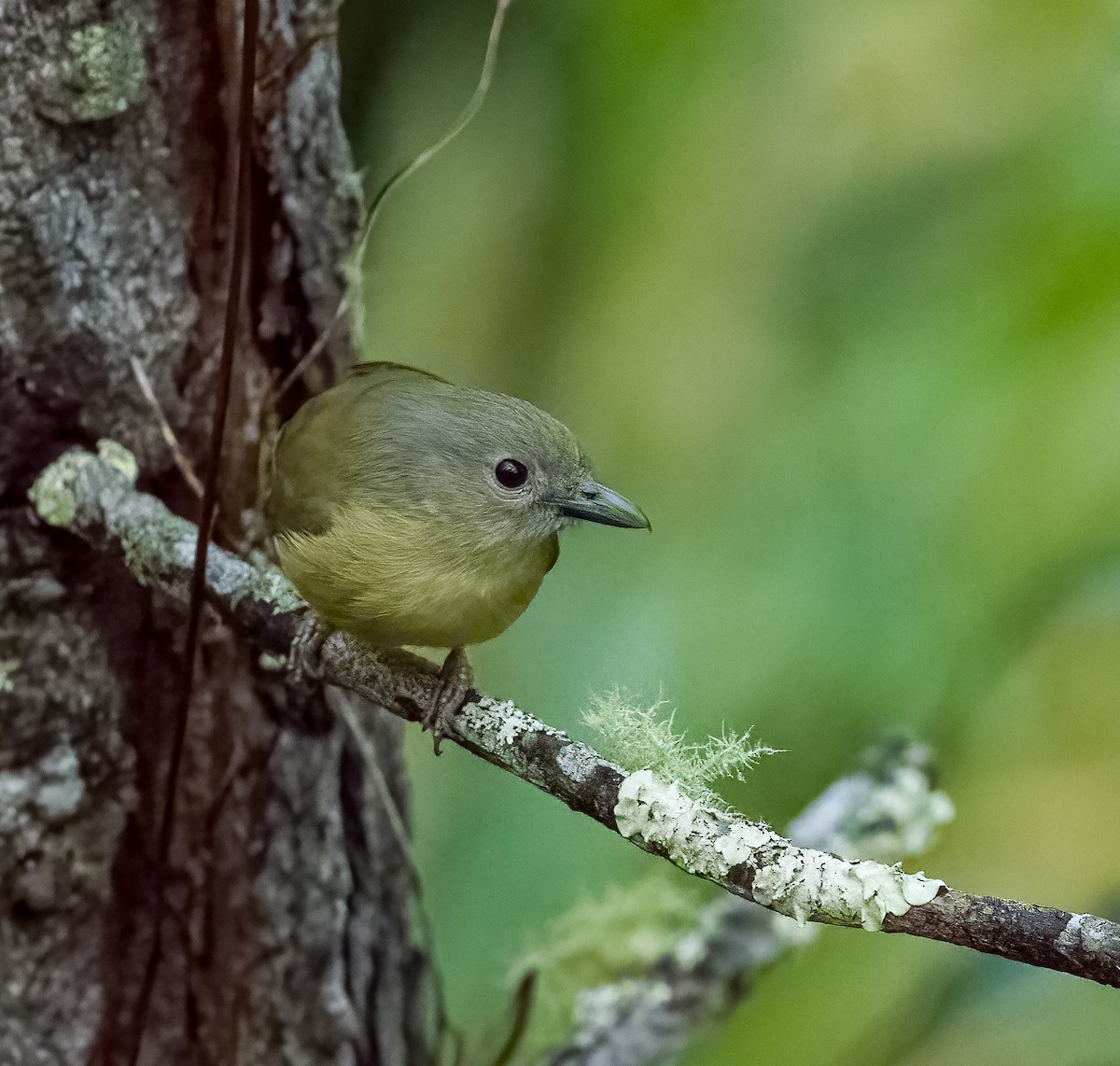 Blue Mountain Vireo - ML632112171