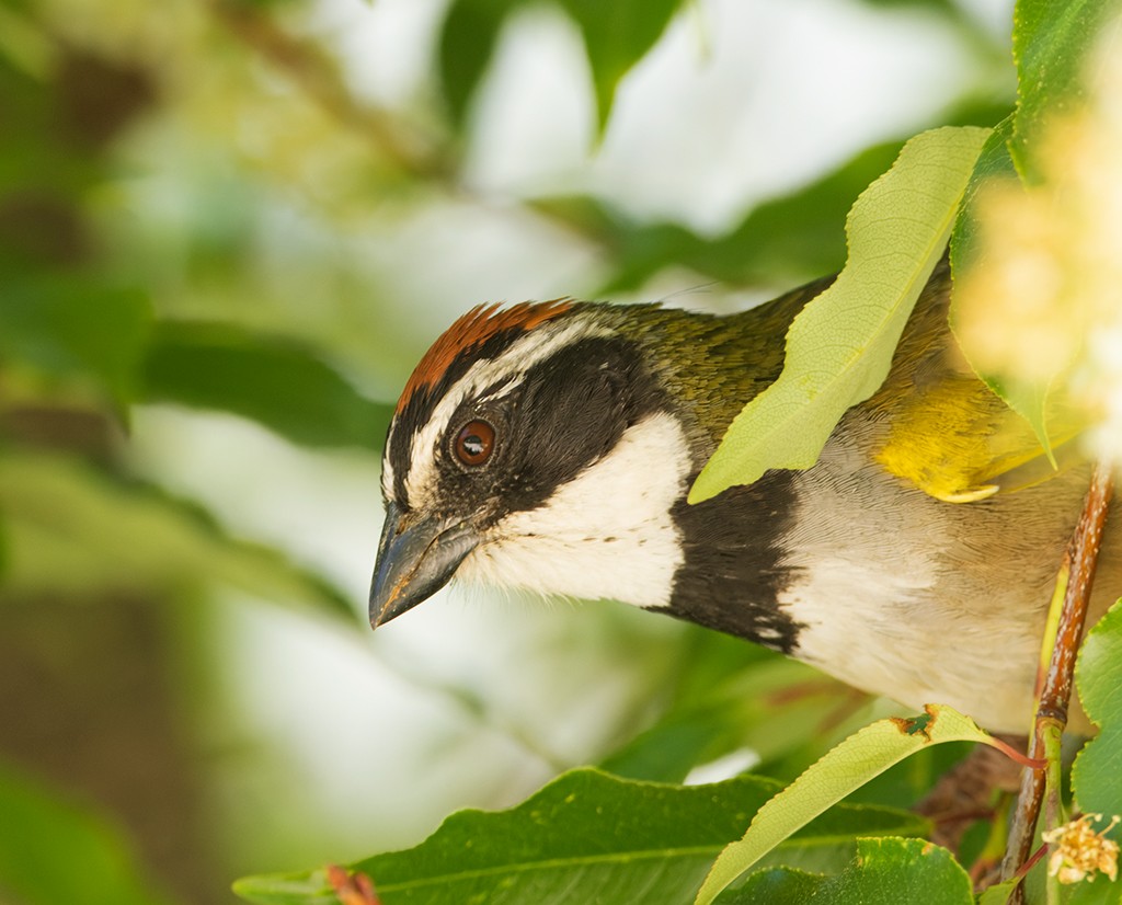 Collared Towhee - ML632112308