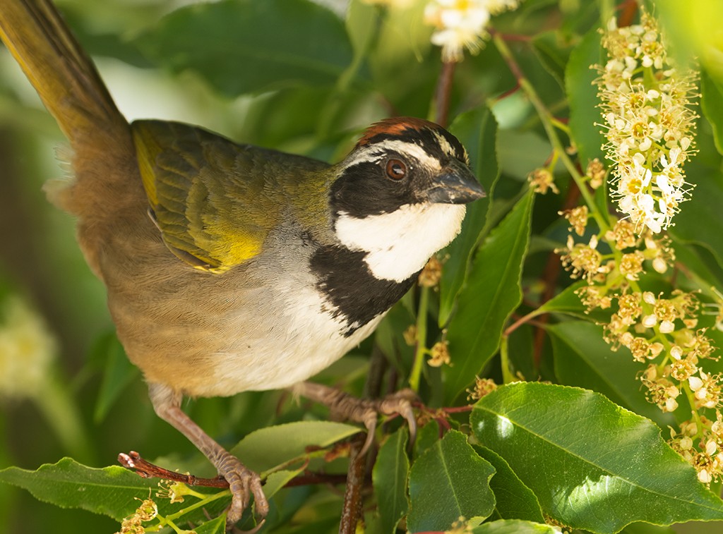 Collared Towhee - ML632112309