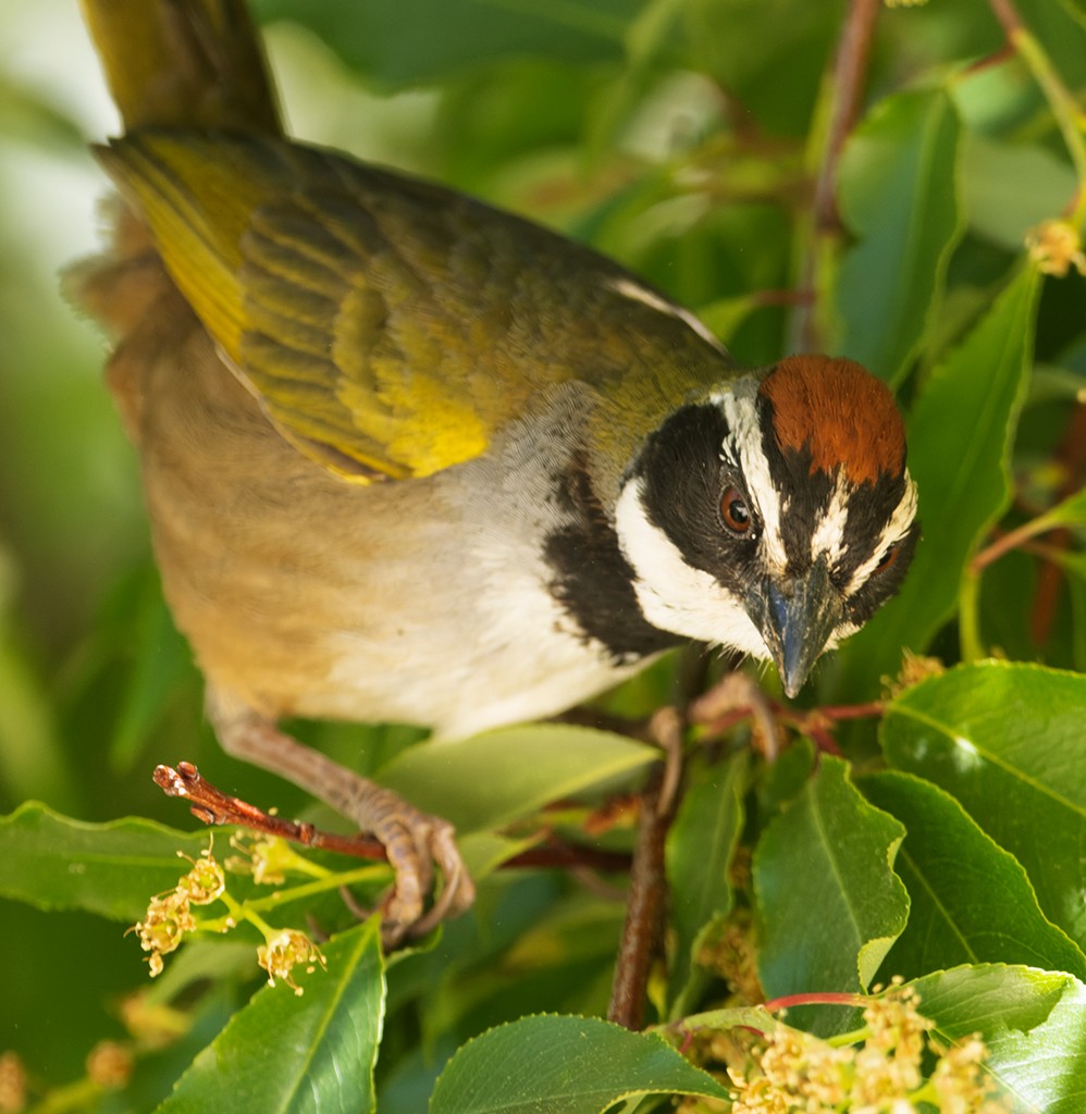 Collared Towhee - ML632112310