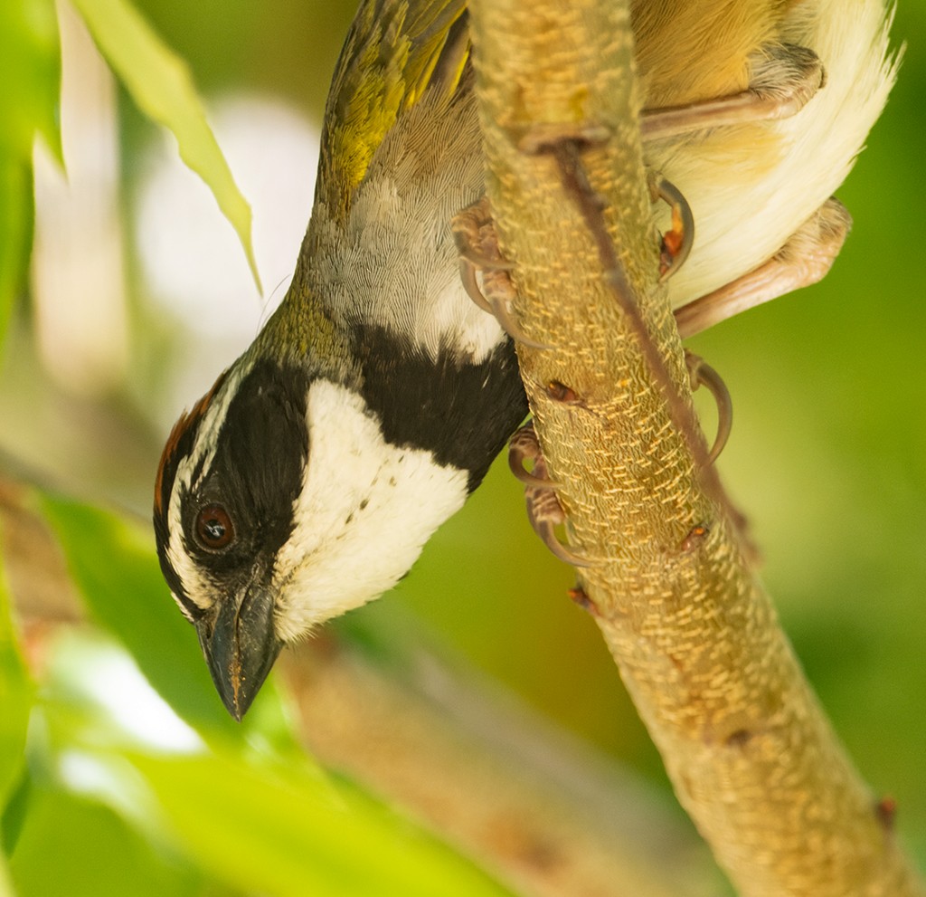 Collared Towhee - ML632112311