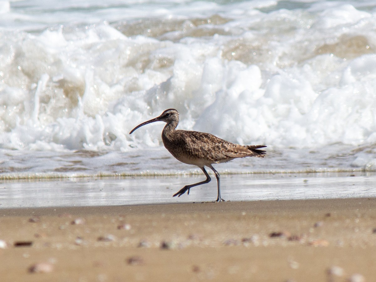 Whimbrel - ML632112359