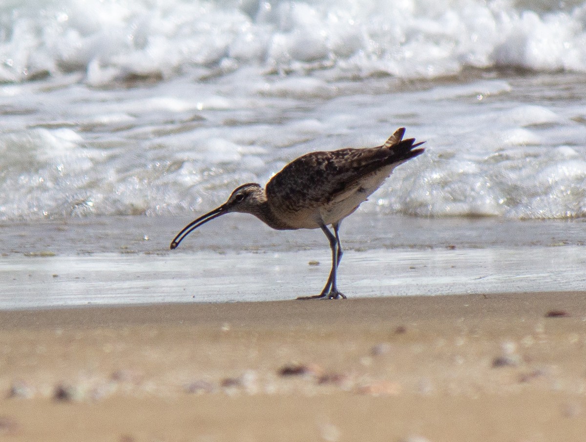 Whimbrel - ML632112361