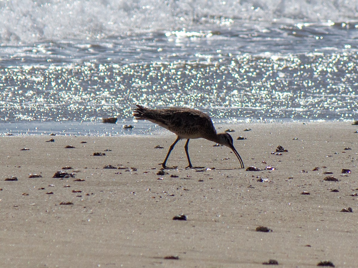 Whimbrel - ML632112365