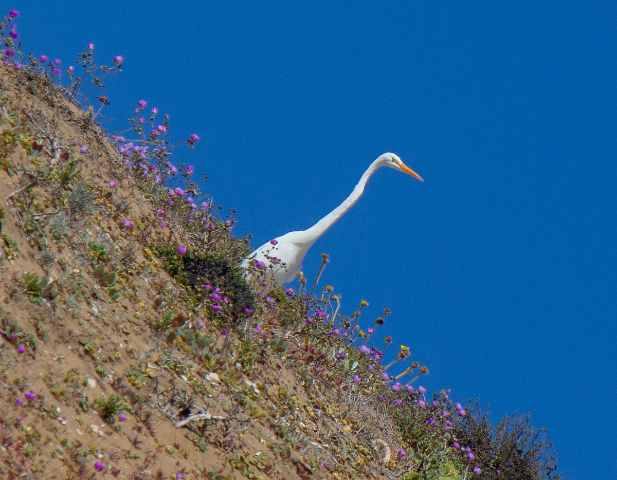 Great Egret - ML632112378