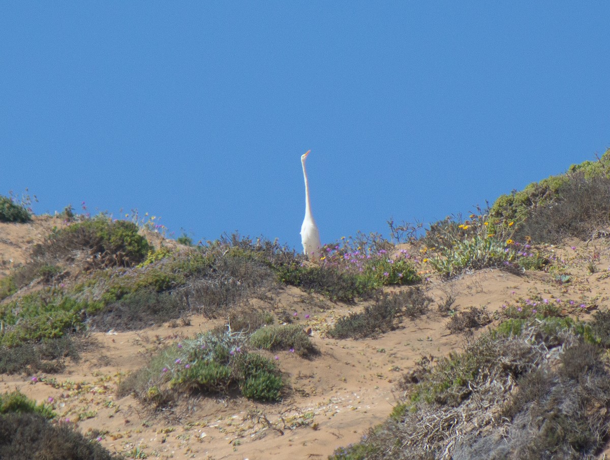 Great Egret - ML632112379