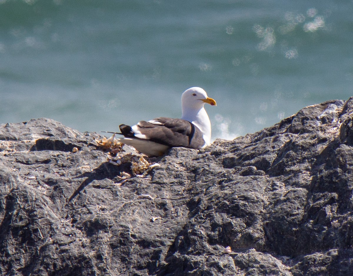 Kelp Gull - ML632112385