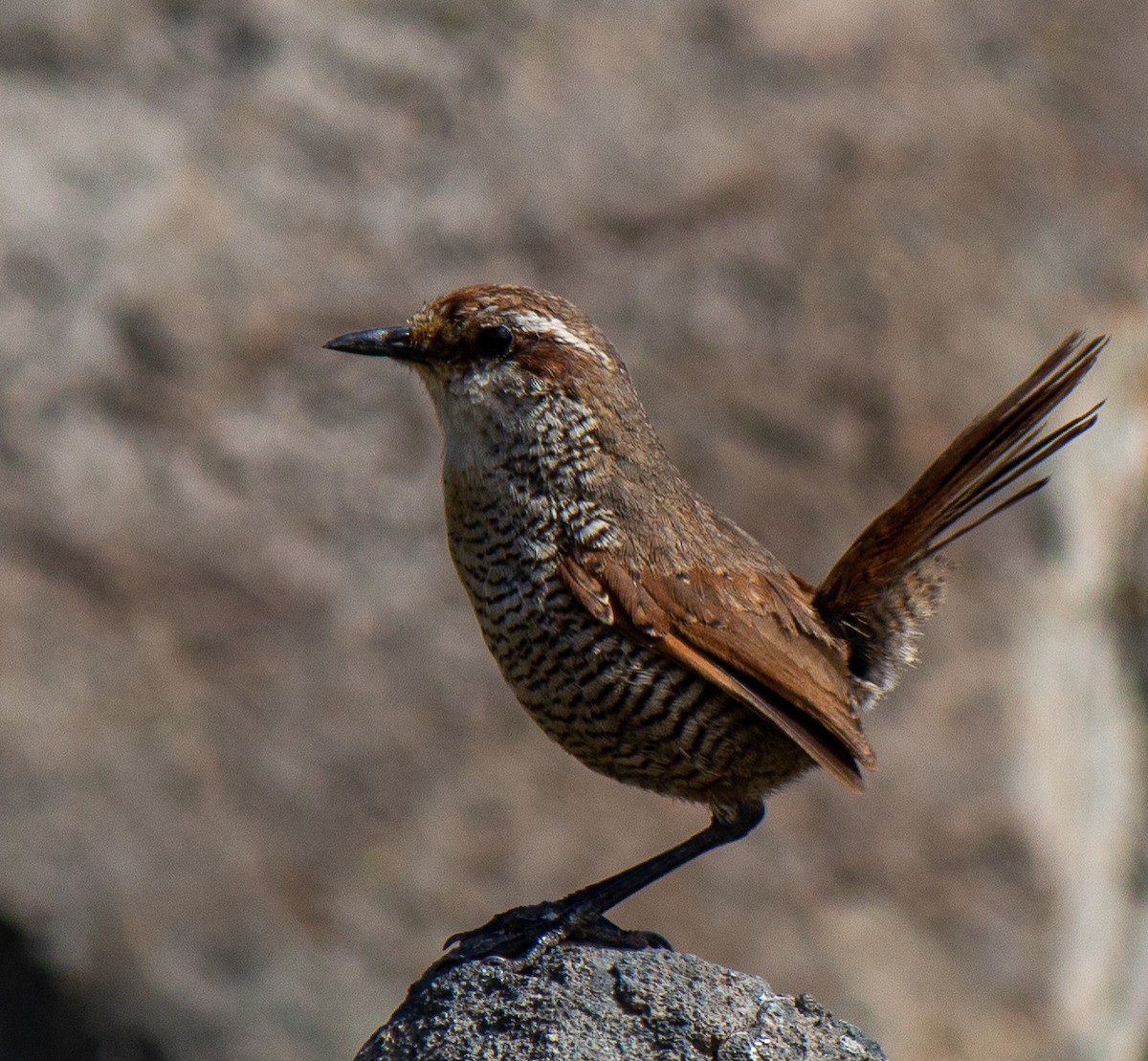 White-throated Tapaculo - ML632112411