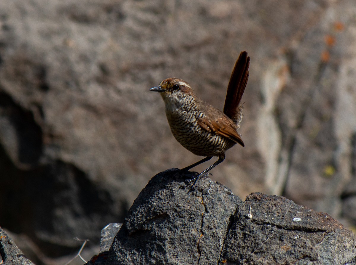 White-throated Tapaculo - ML632112412