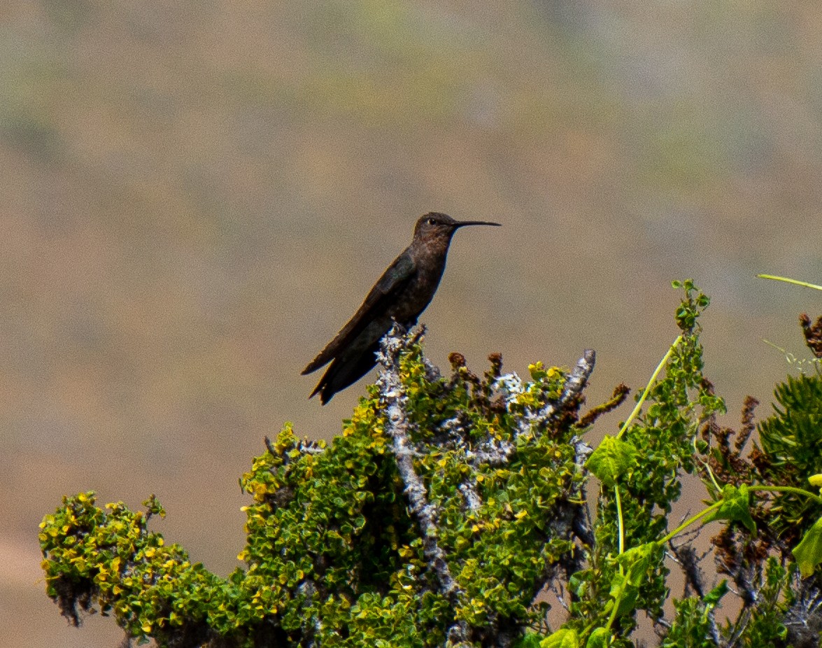 Giant Hummingbird - ML632112419