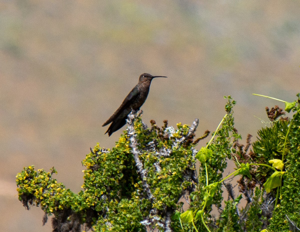 Giant Hummingbird - ML632112420