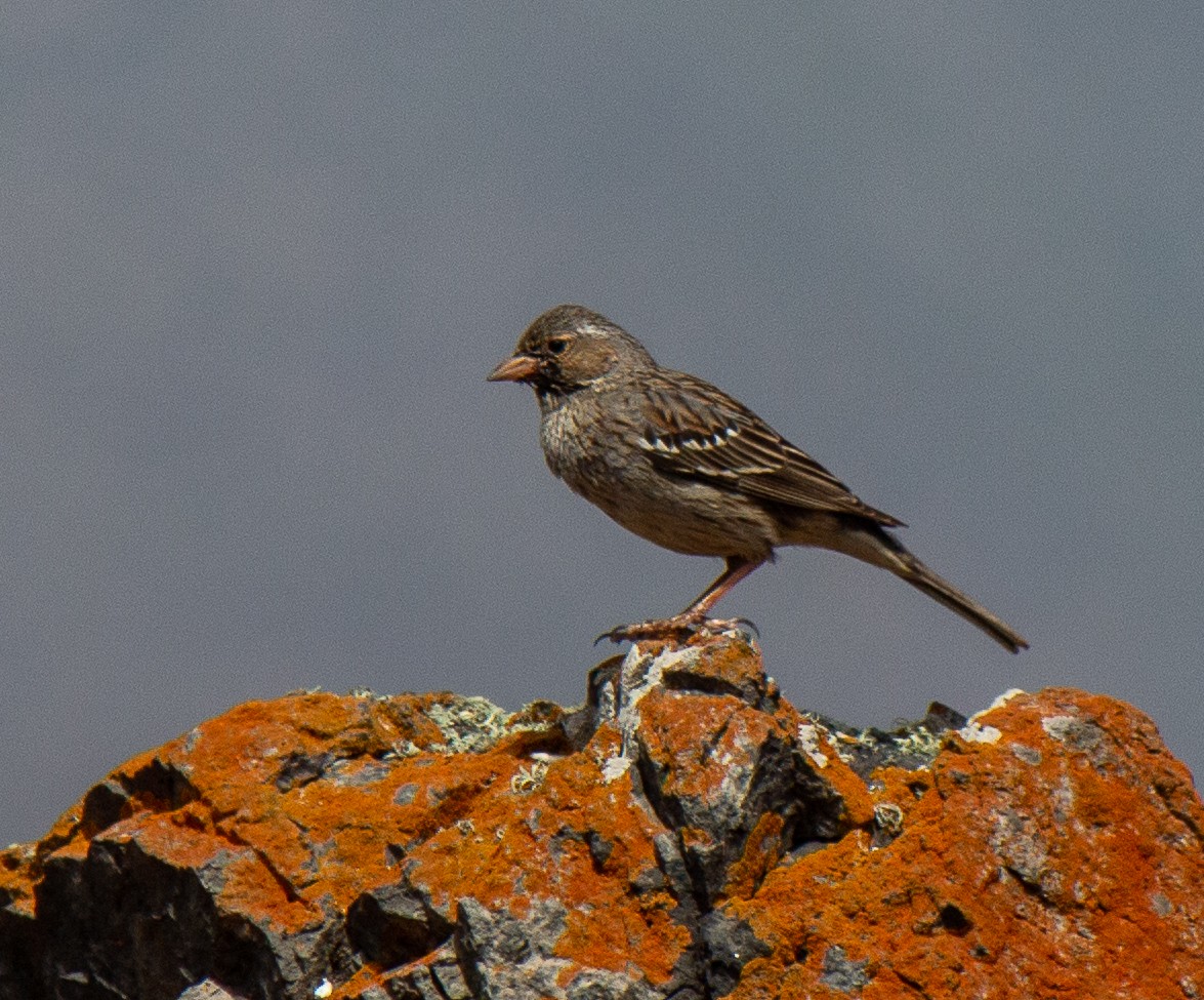 Mourning Sierra Finch - ML632112426