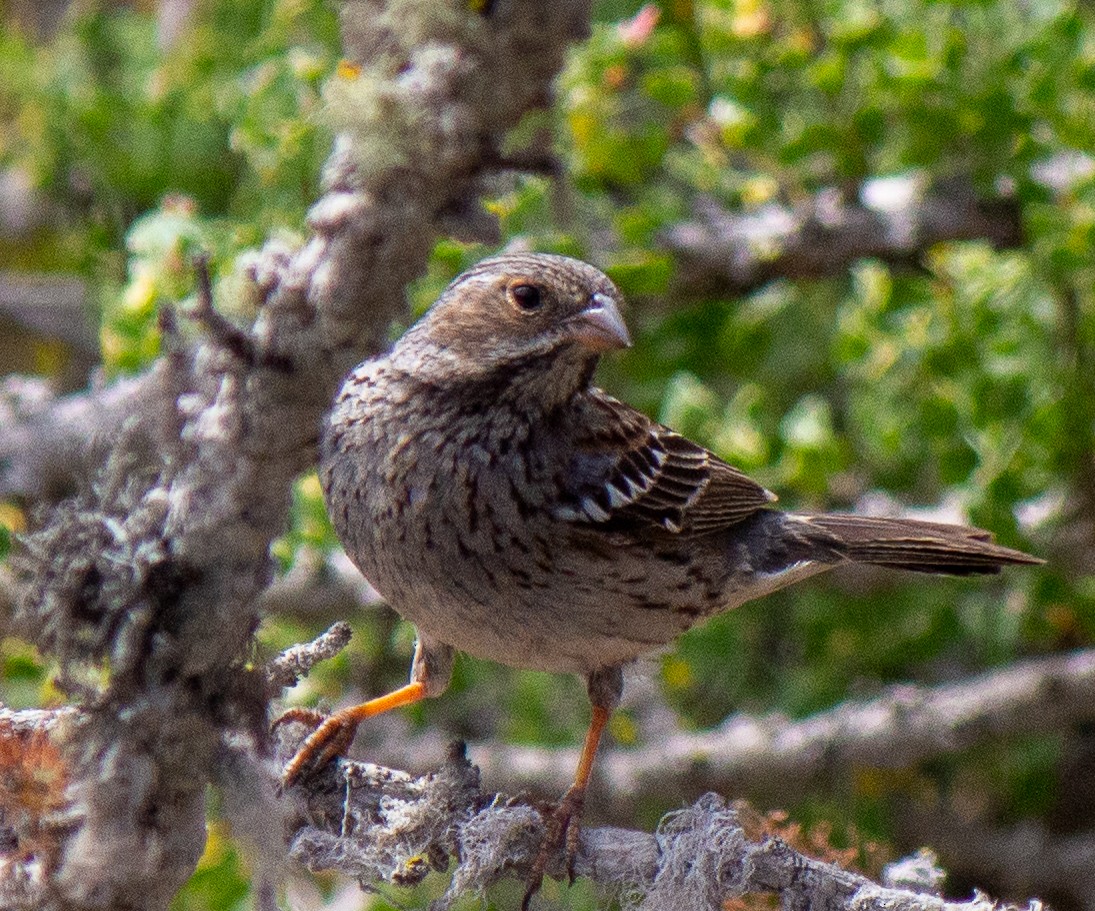 Mourning Sierra Finch - ML632112427