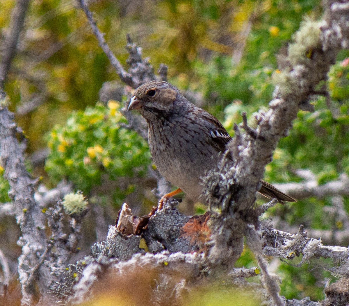 Mourning Sierra Finch - ML632112428