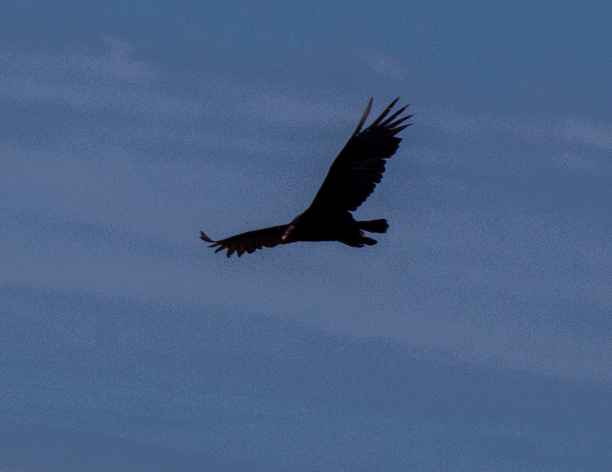 Turkey Vulture - ML632112432