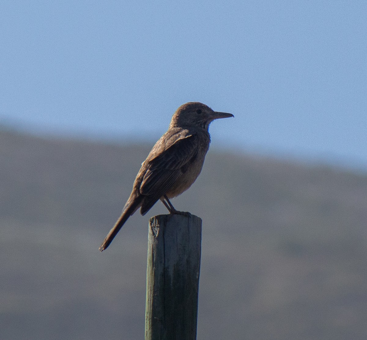 Great Shrike-Tyrant - ML632112441