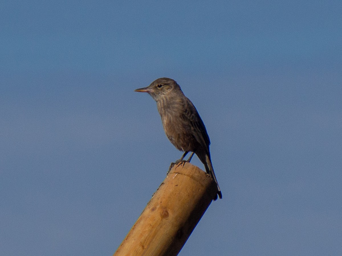 Great Shrike-Tyrant - ML632112442