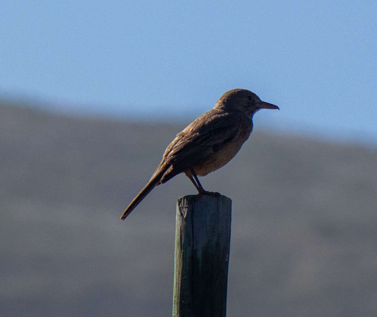 Great Shrike-Tyrant - ML632112443