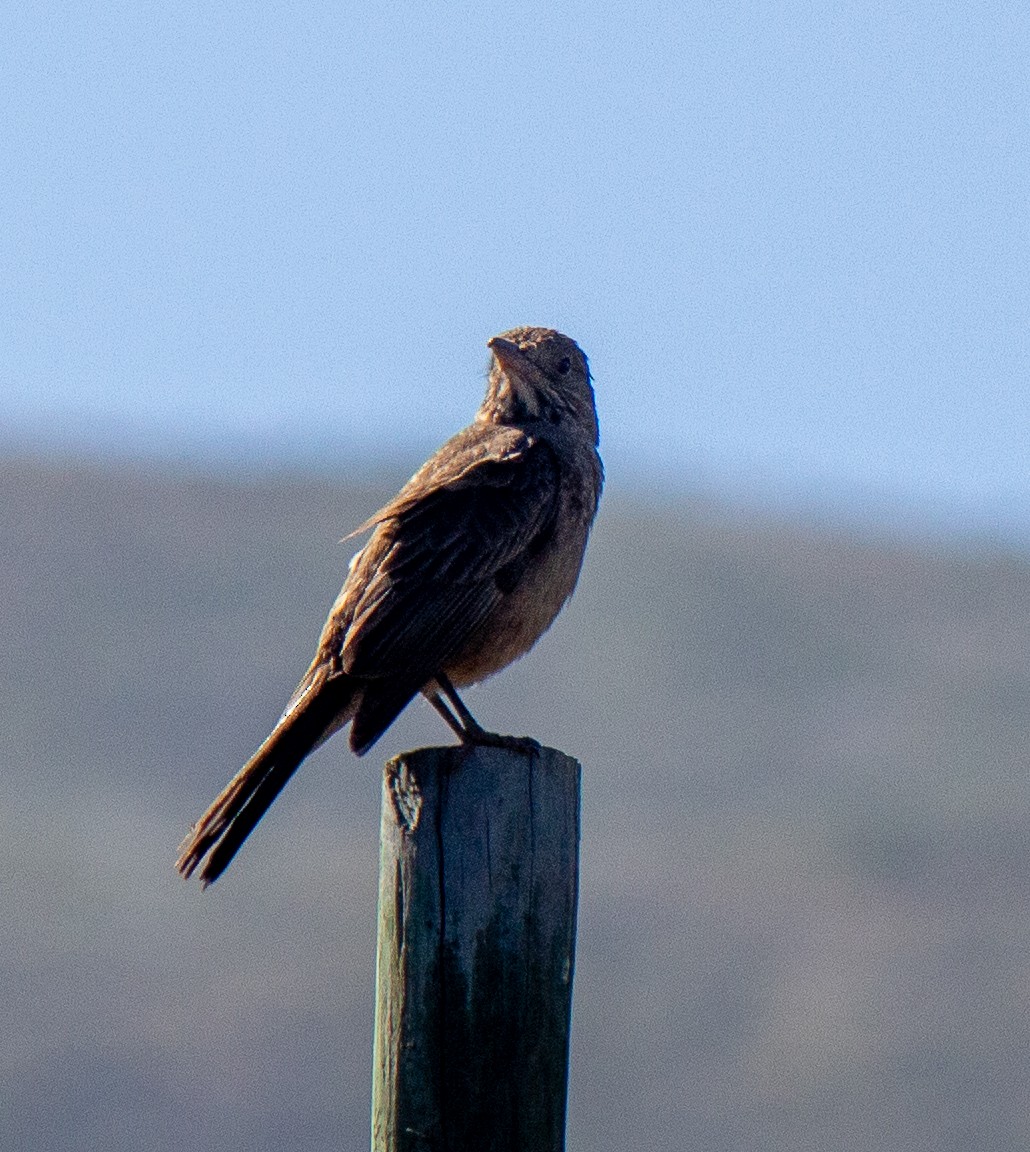 Great Shrike-Tyrant - ML632112444