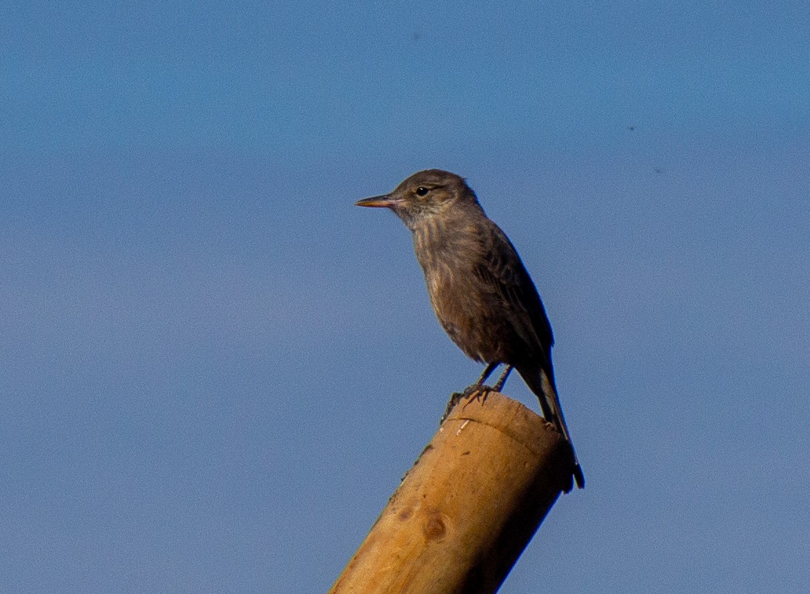 Great Shrike-Tyrant - ML632112445