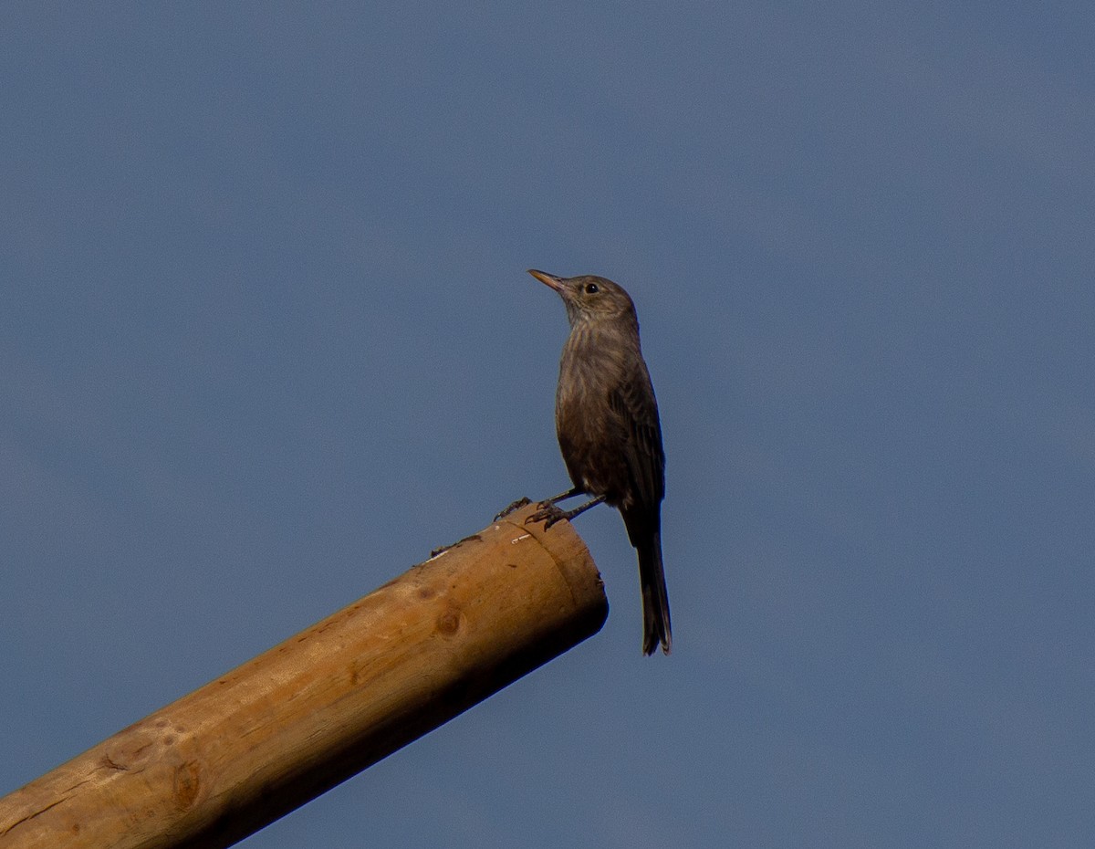 Great Shrike-Tyrant - ML632112446