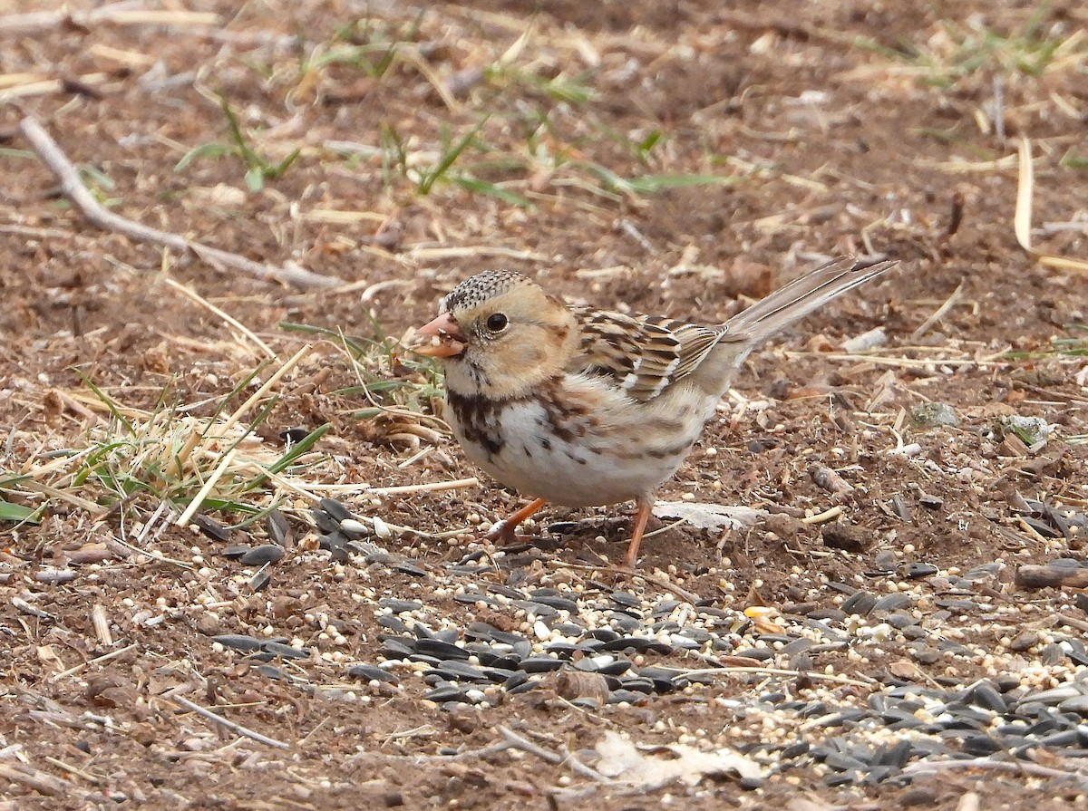 Harris's Sparrow - ML632112451