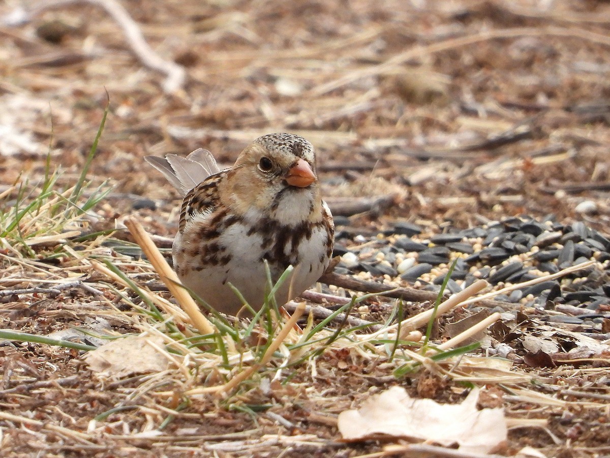 Harris's Sparrow - ML632112452