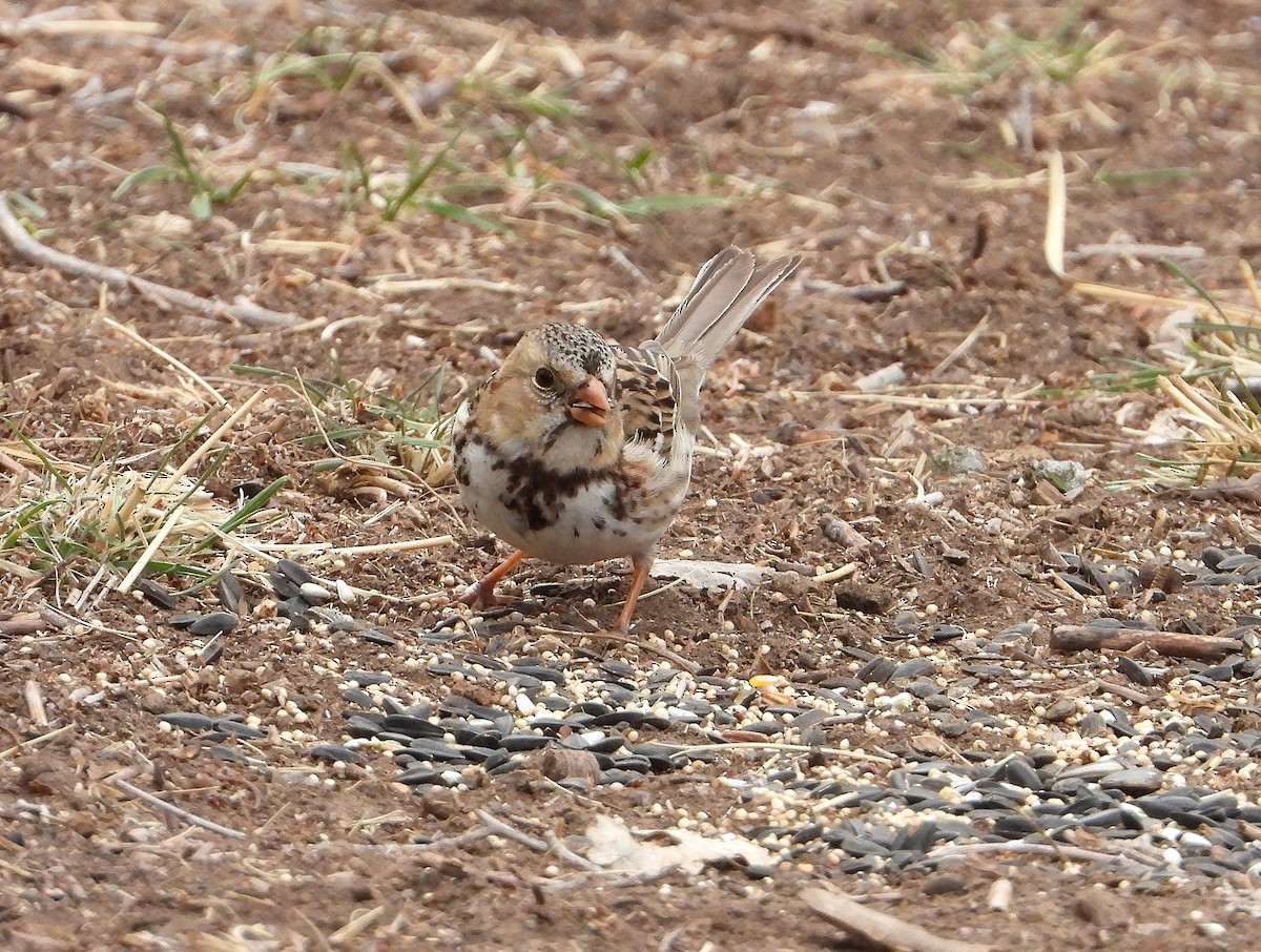 Harris's Sparrow - ML632112453