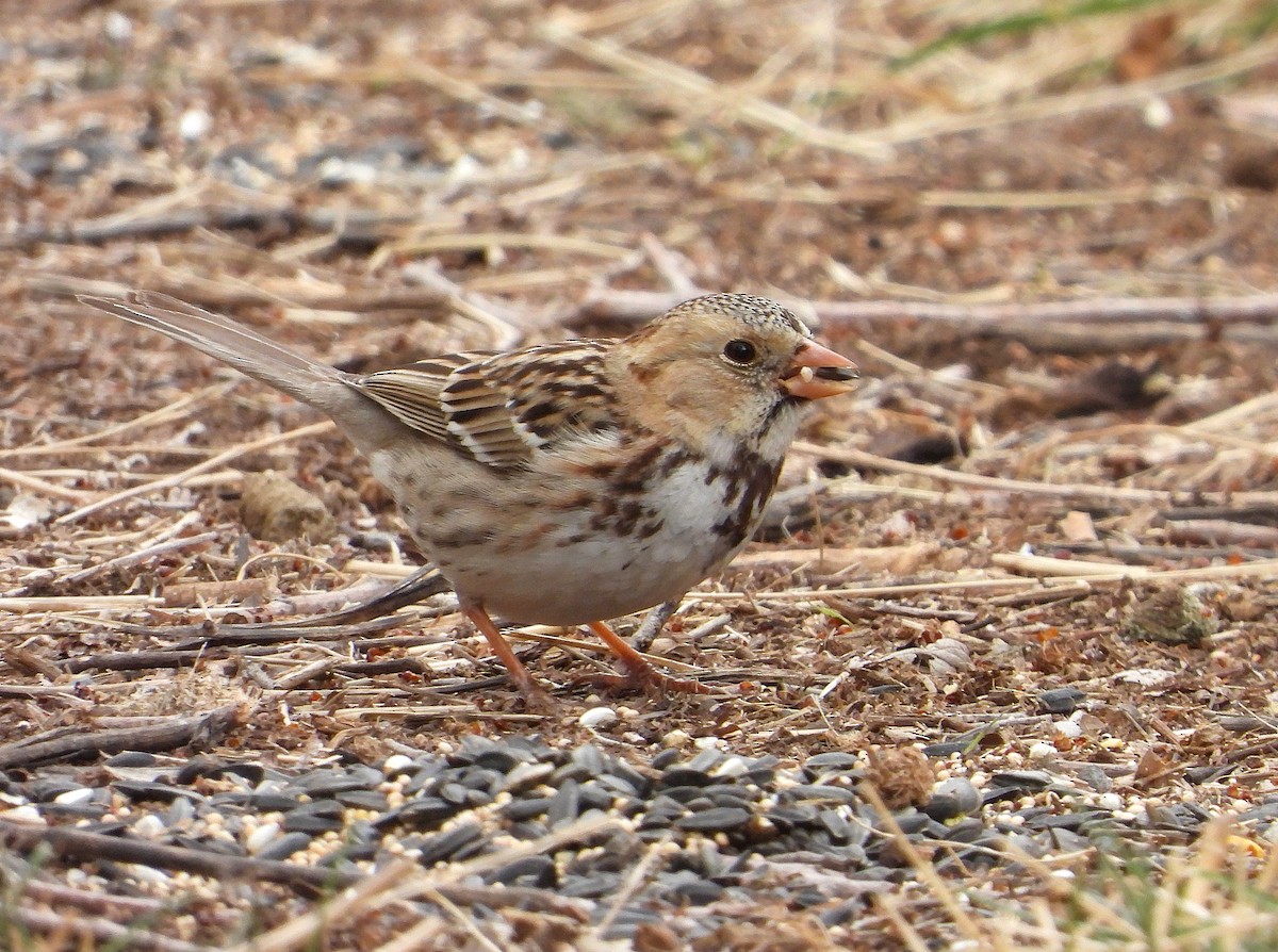 Harris's Sparrow - ML632112454