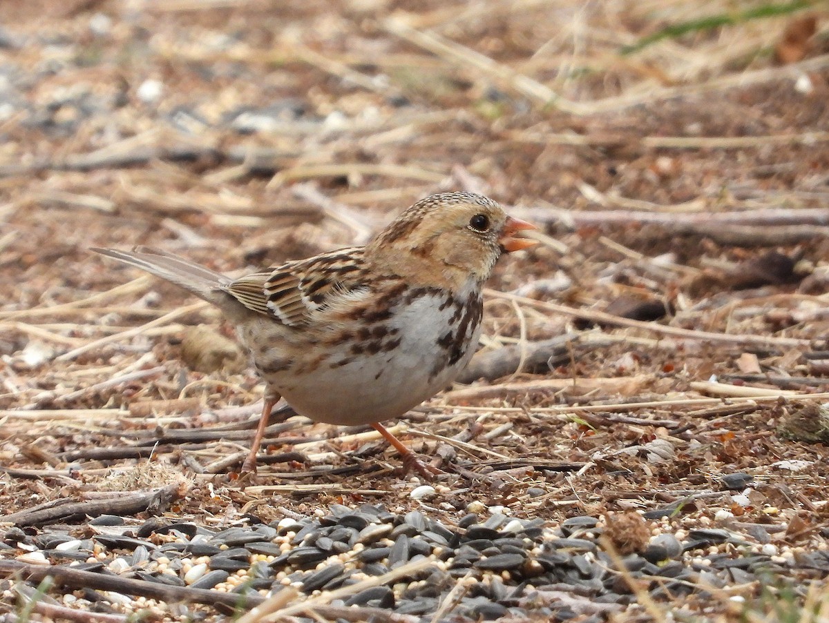 Harris's Sparrow - ML632112455