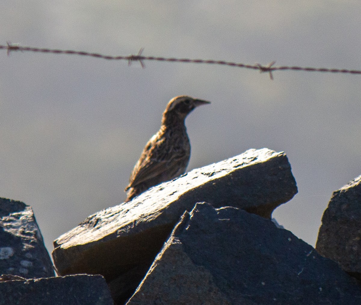 Long-tailed Meadowlark - ML632112464