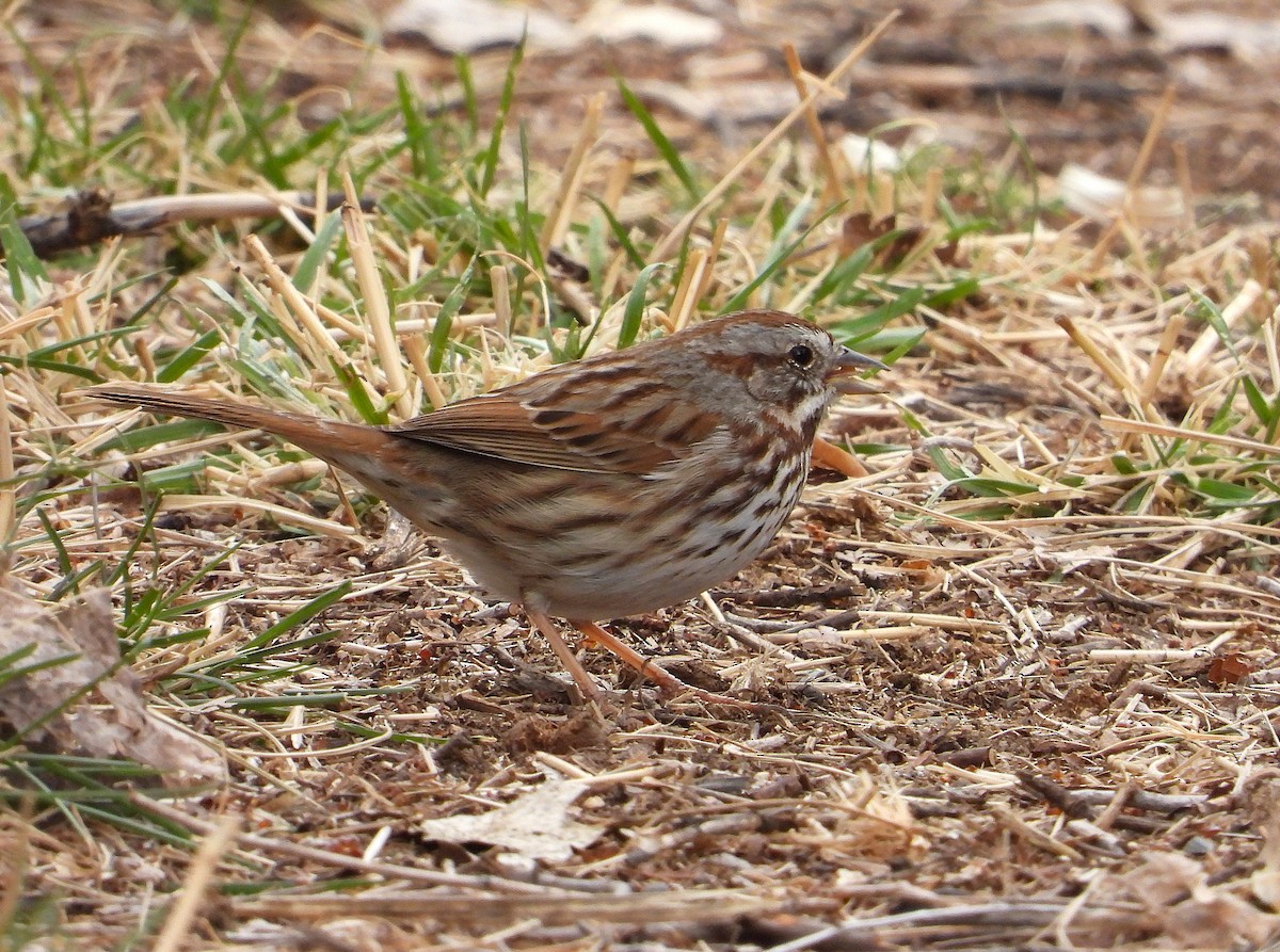 Song Sparrow - ML632112497