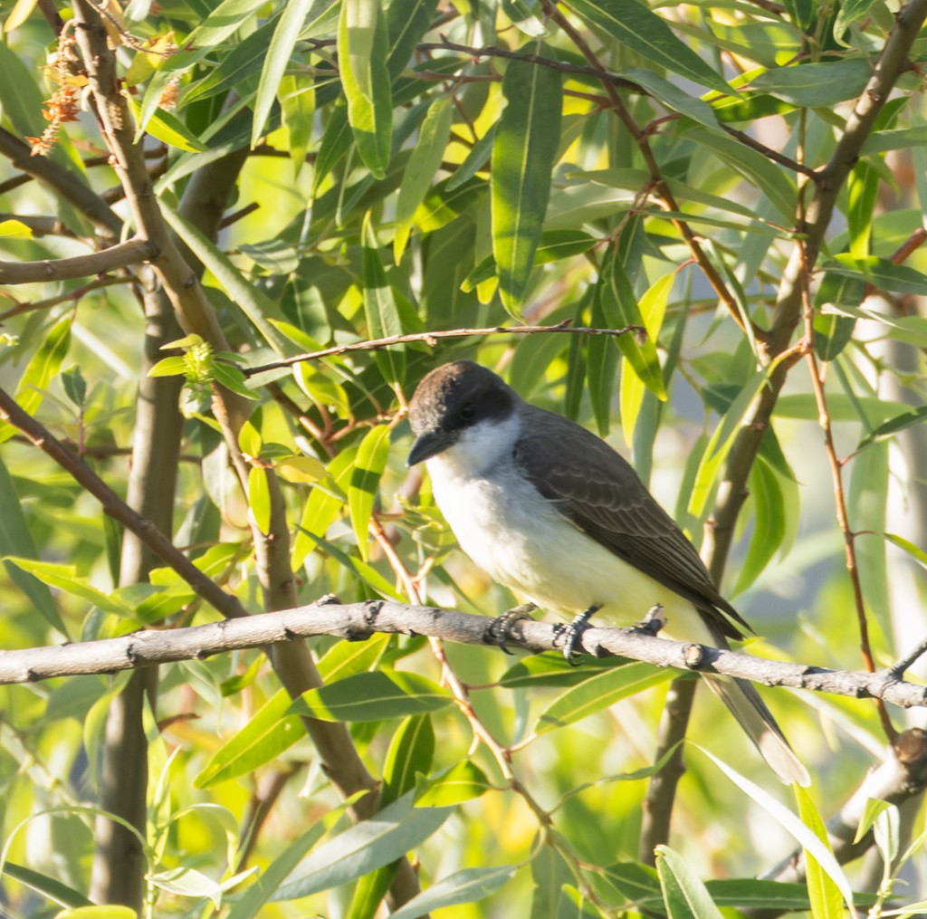 Thick-billed Kingbird - ML632112595