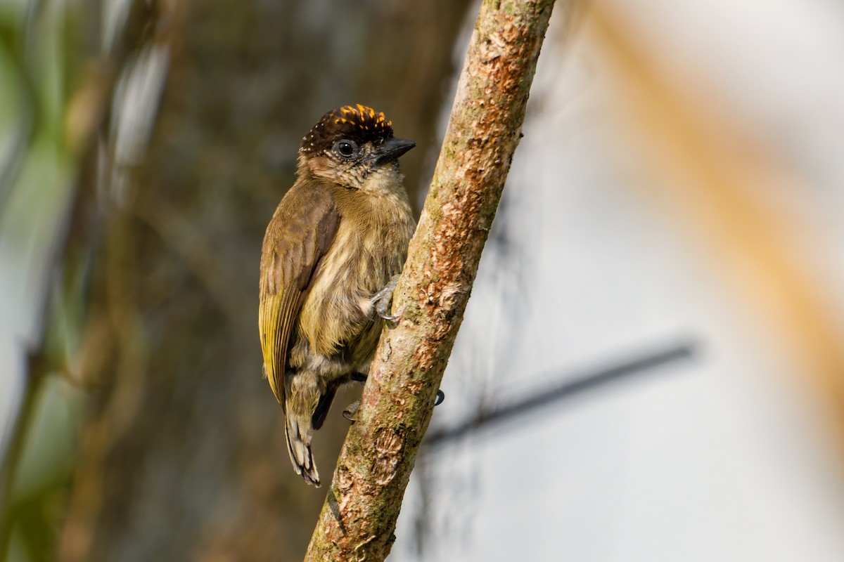 Olivaceous Piculet - ML632112660