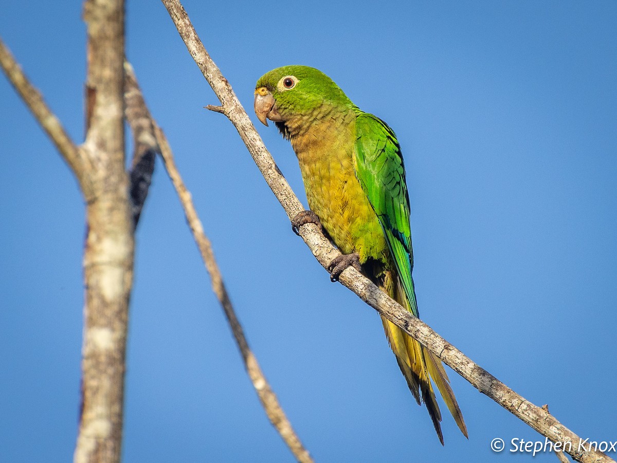 Olive-throated Parakeet (Aztec) - ML632112682