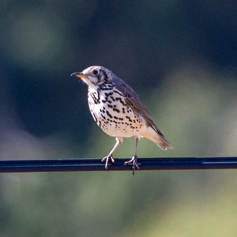 Ethiopian Thrush - ML632112699