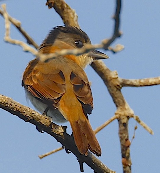 Rose-throated Becard - ML632112709