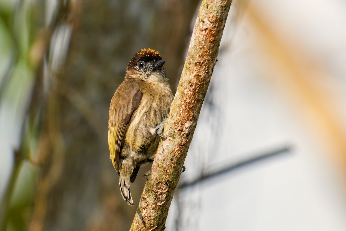 Olivaceous Piculet - ML632112720