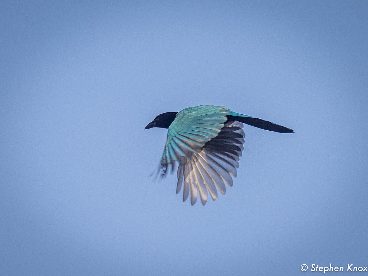 Yucatan Jay - ML632112740