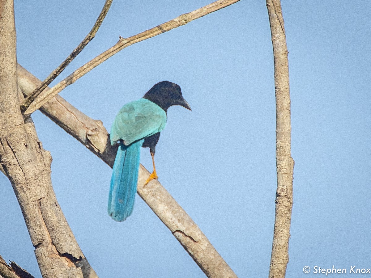 Yucatan Jay - ML632112741