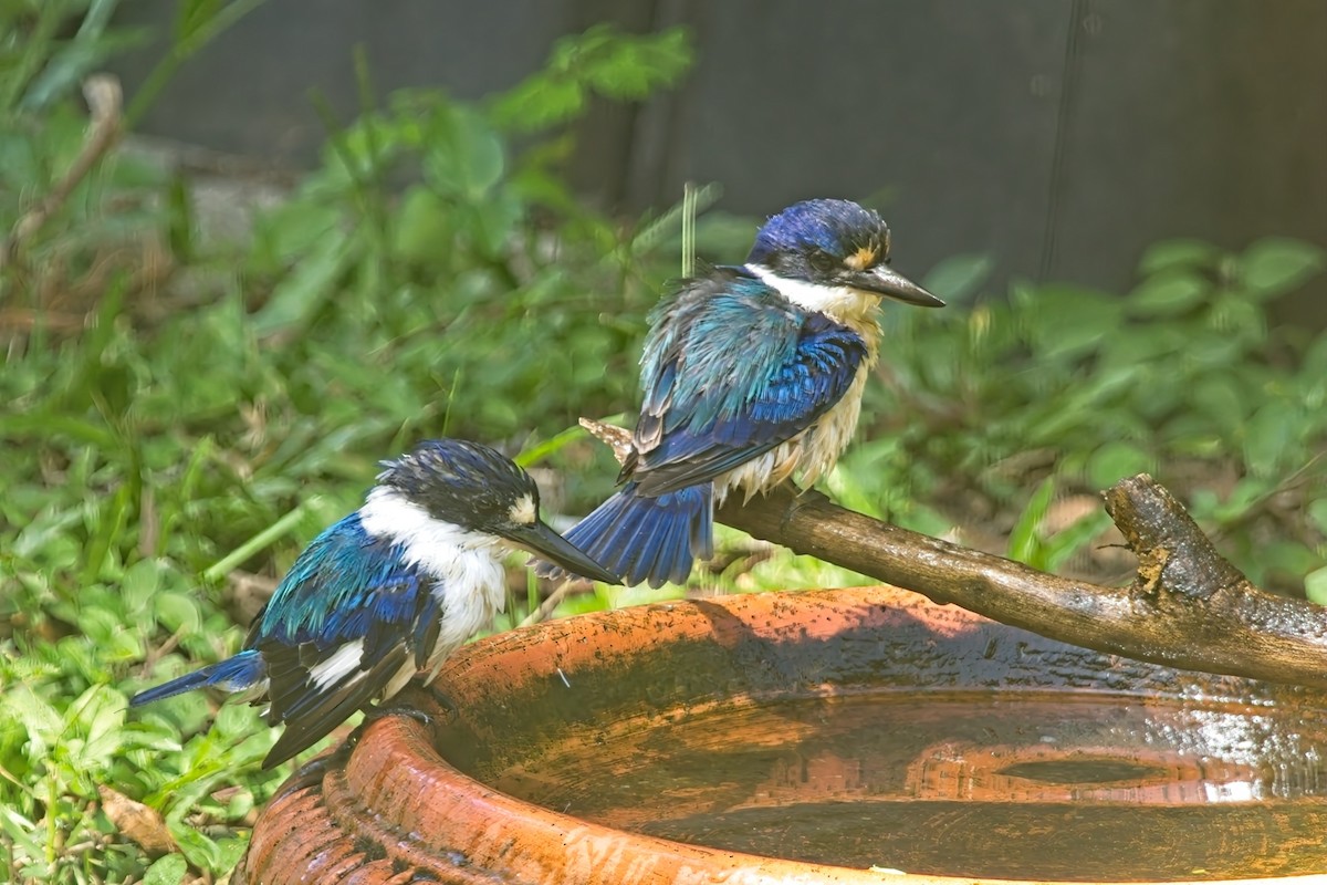 Forest Kingfisher - ML632112888