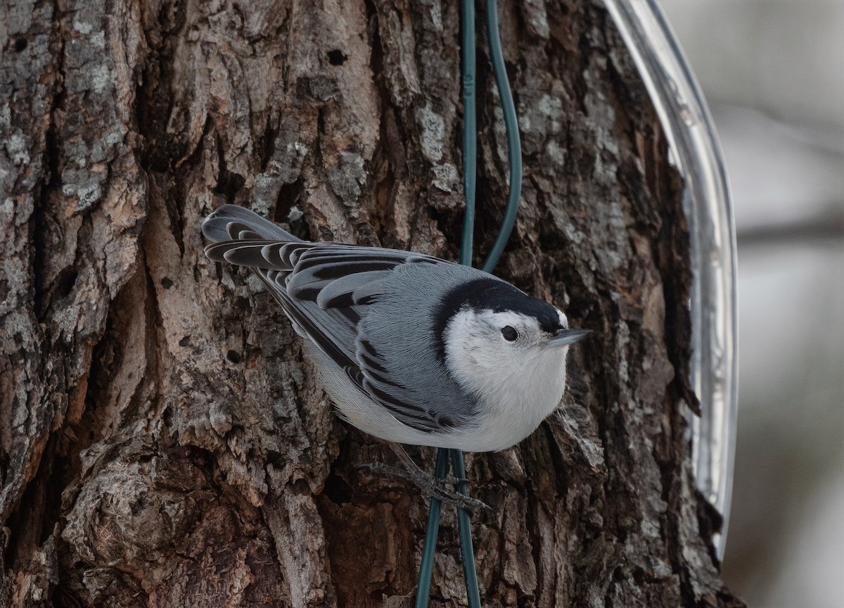 White-breasted Nuthatch - ML632112979