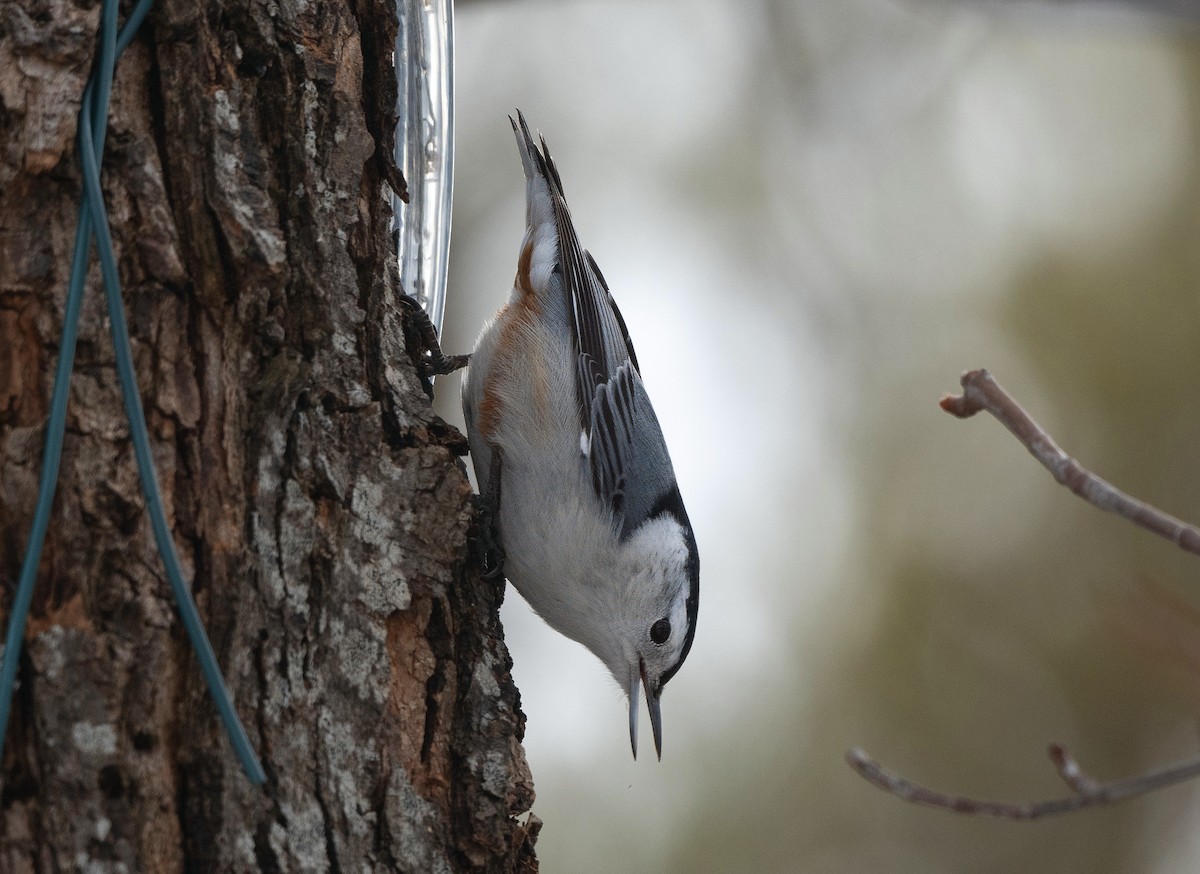 White-breasted Nuthatch - ML632112983