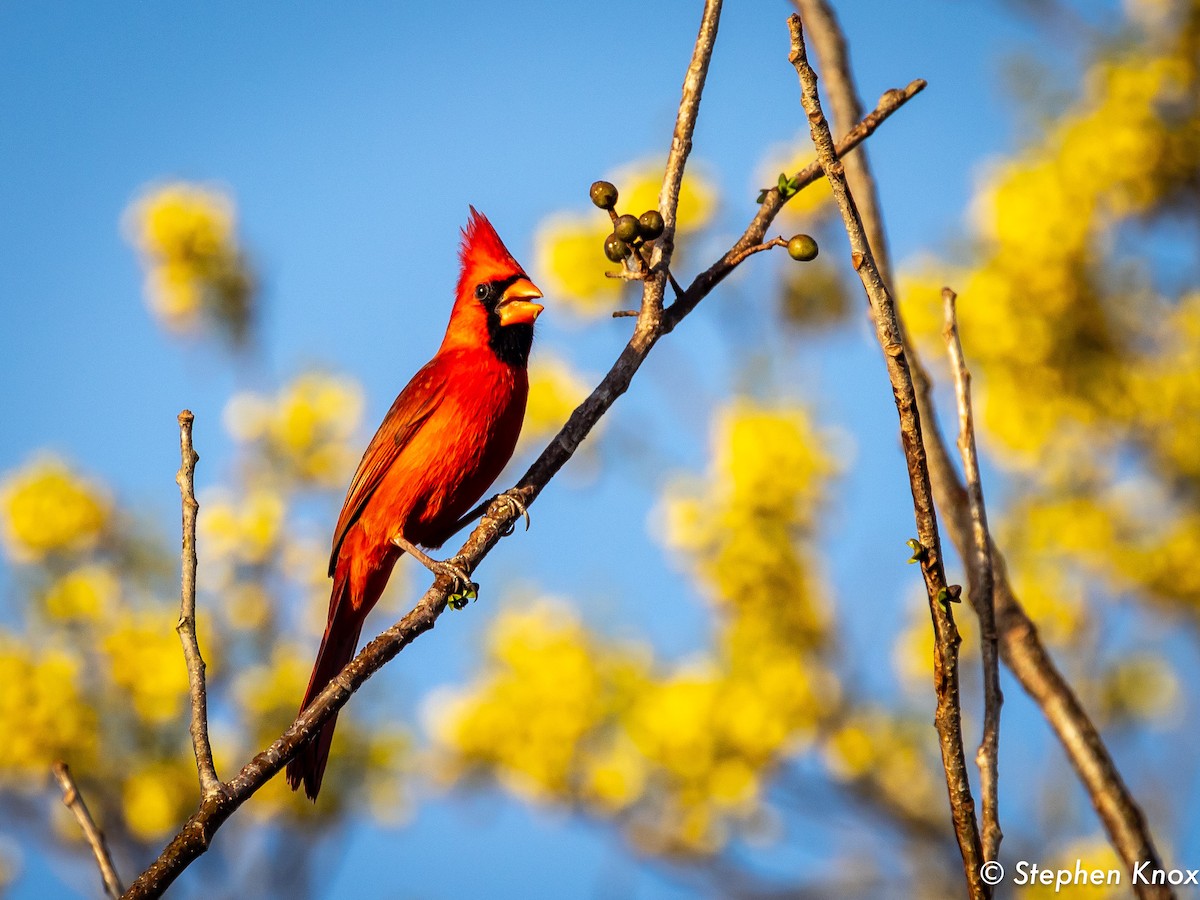 Northern Cardinal - ML632113293