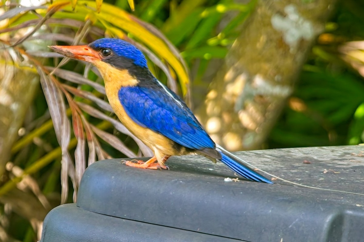 Buff-breasted Paradise-Kingfisher - ML632113305