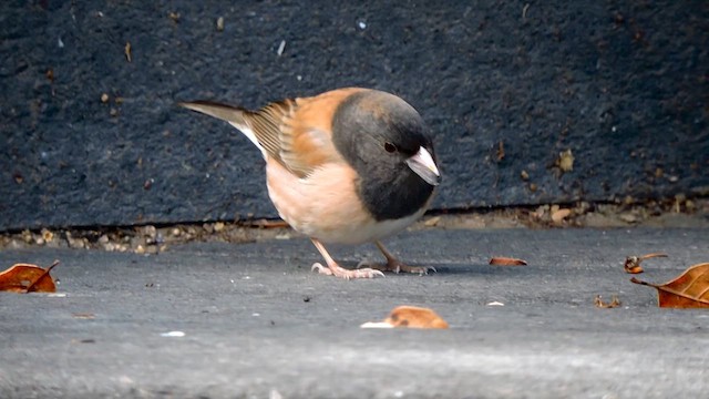 ユキヒメドリ（oreganus グループ） - ML632113317